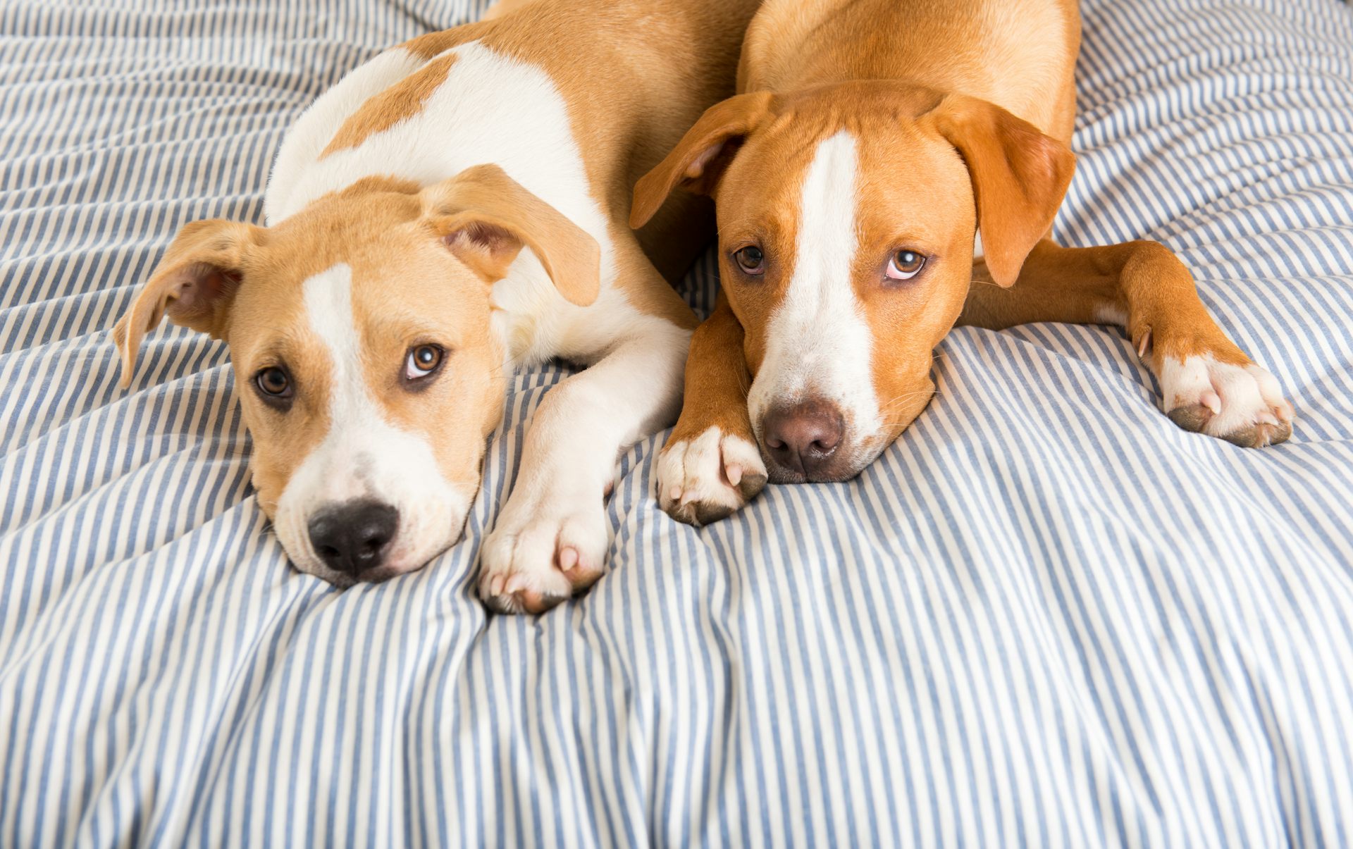 Celebrities are cloning their pets – but the procedure risks animals’ health and wellbeing