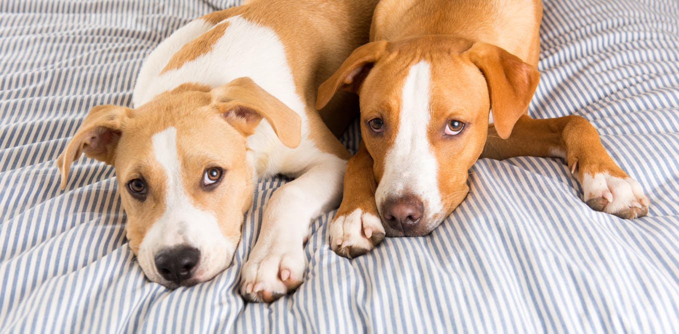 Celebrities are cloning their pets – but the procedure risks animals’ health and wellbeing Celebrities are cloning their pets – but the procedure risks animals’ health and wellbeing