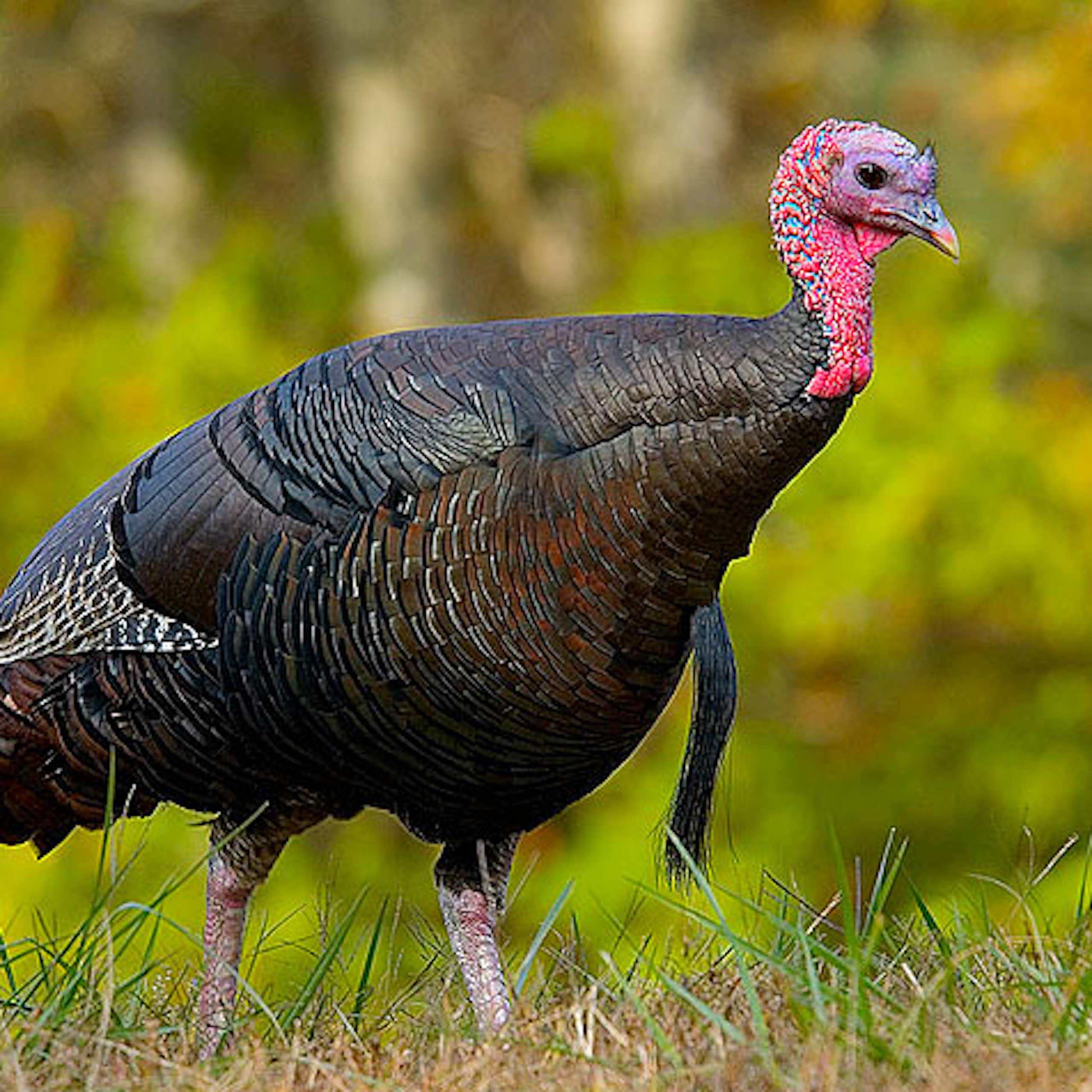 La dinde, histoire d’une domestication