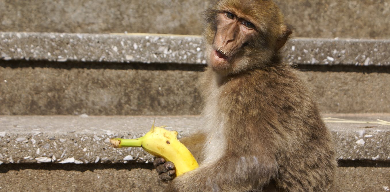 The surprising world of animal penises and what they reveal about humans The surprising world of animal penises and what they reveal about humans