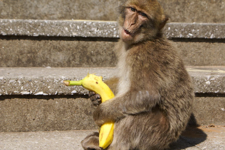Barbary macaque holding a banana