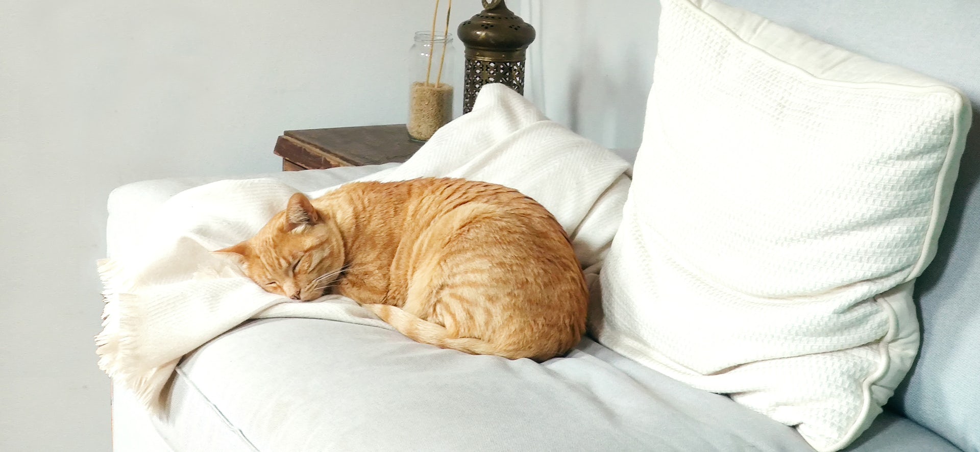 Is your dog or cat getting old? These simple gestures could help them live longer and happier lives