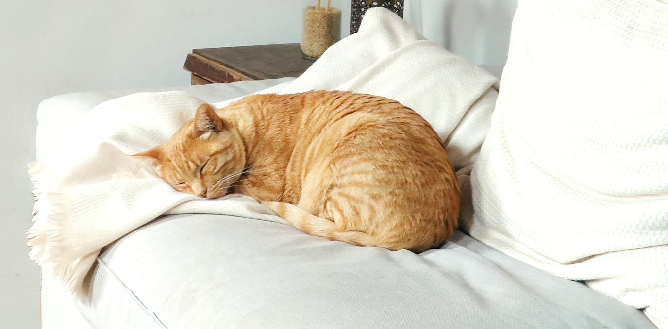 Is your dog or cat getting old? These simple gestures could help them live longer and happier lives Is your dog or cat getting old? These simple gestures could help them live longer and happier lives