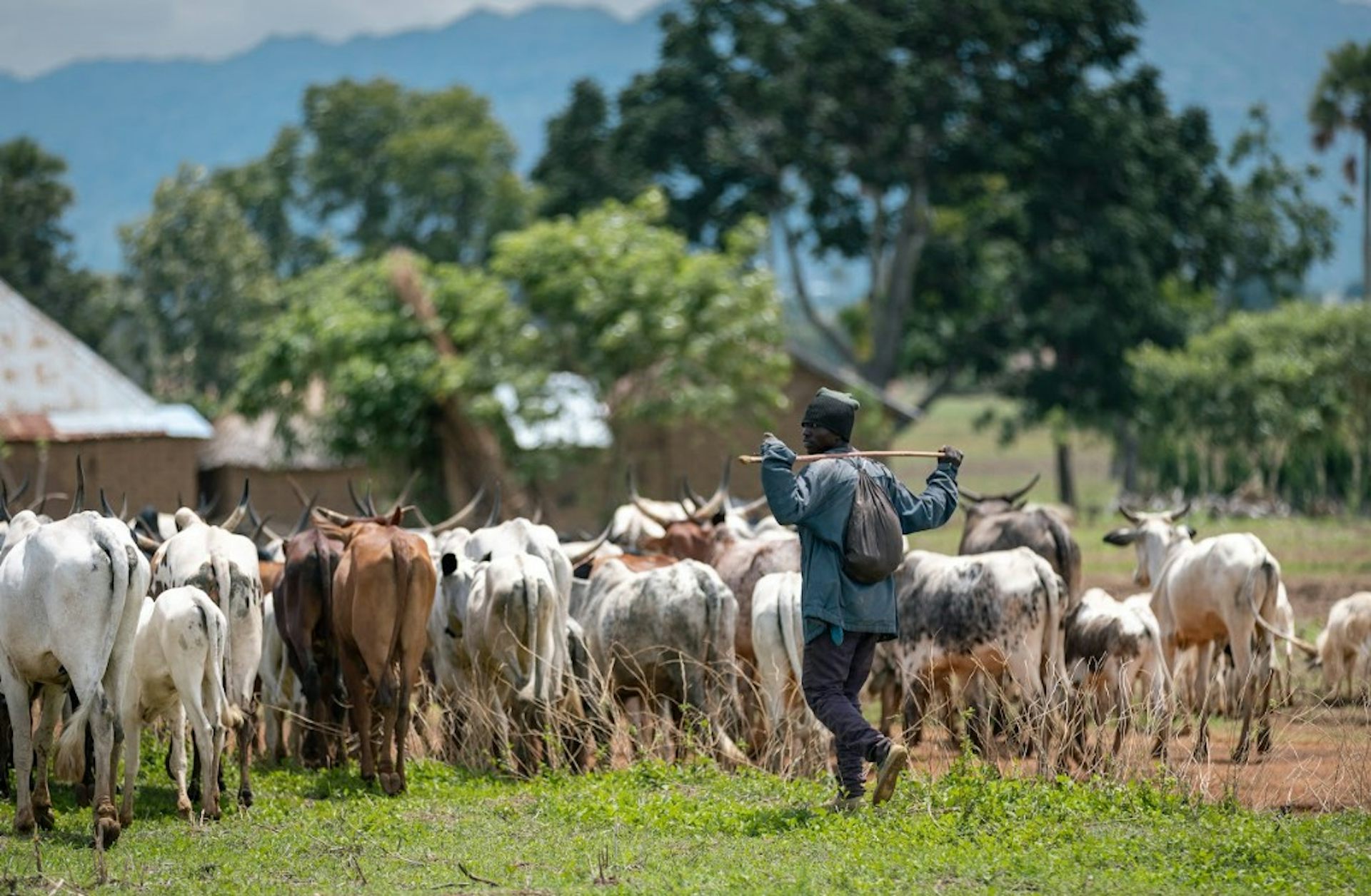 Man walking behind a herd of cattle