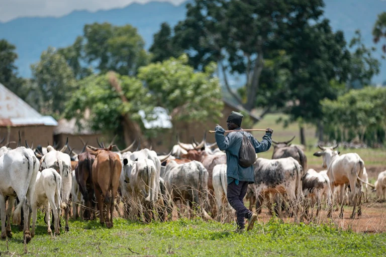 Man walking behind a herd of cattle