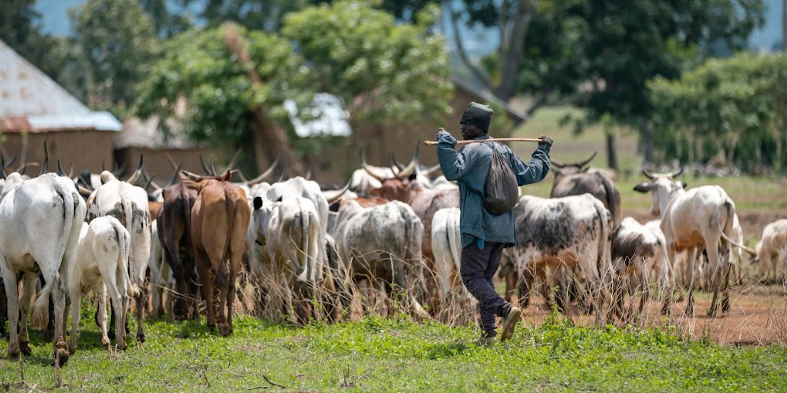 Man walking behind a herd of cattle