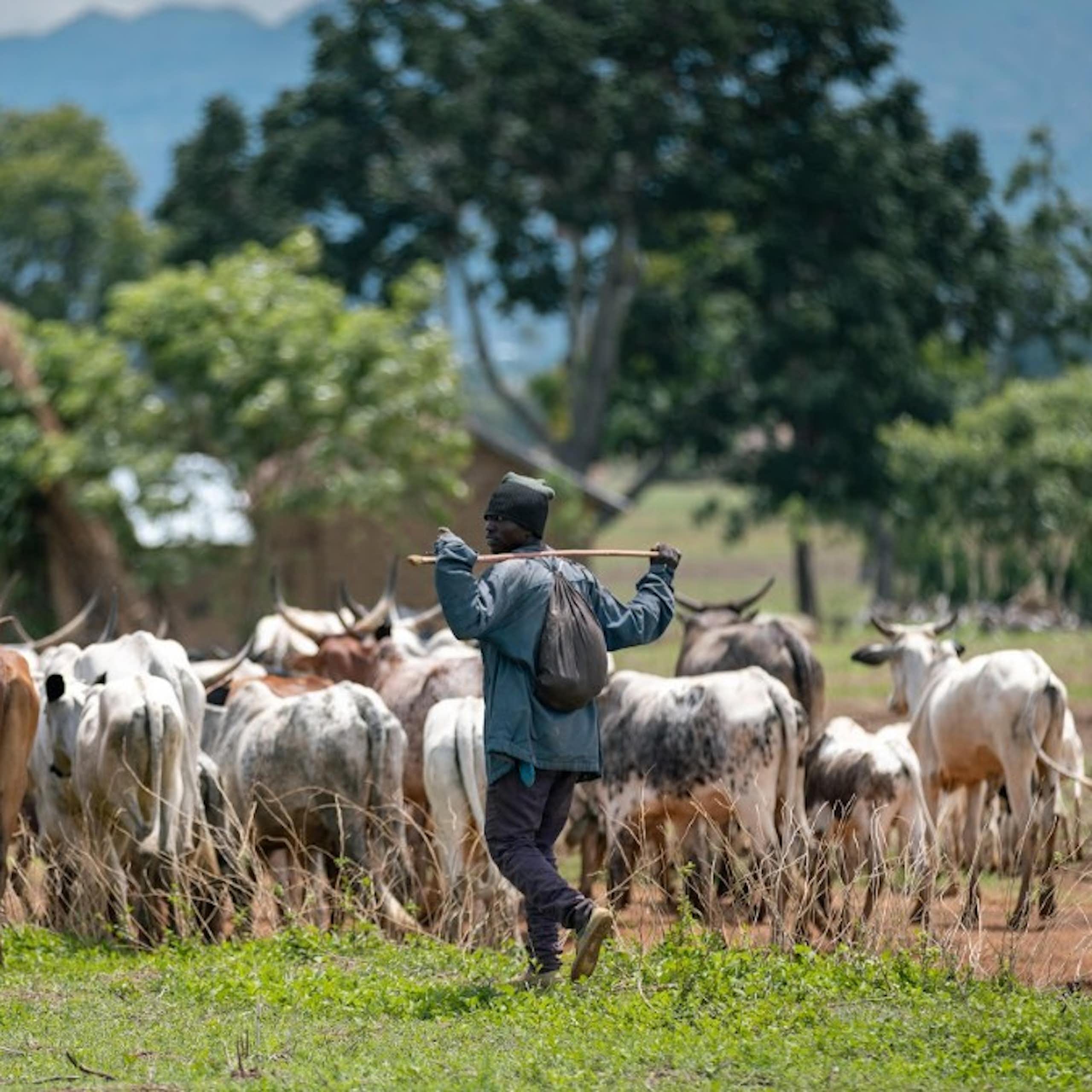 Man walking behind a herd of cattle