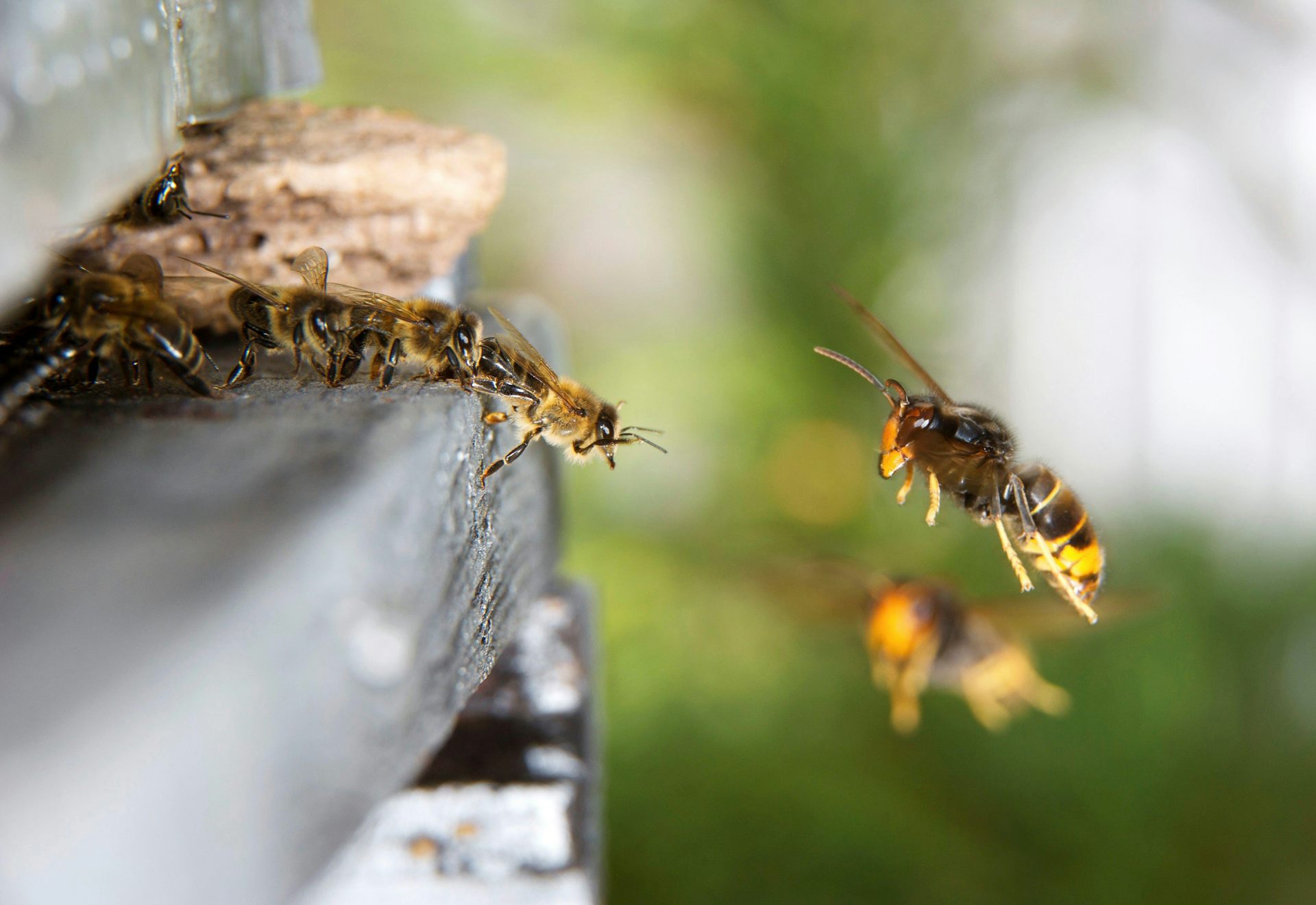 NZ now has a narrow window to stop the Asian yellow-legged hornet &ndash; here&rsquo;s how everyone can help