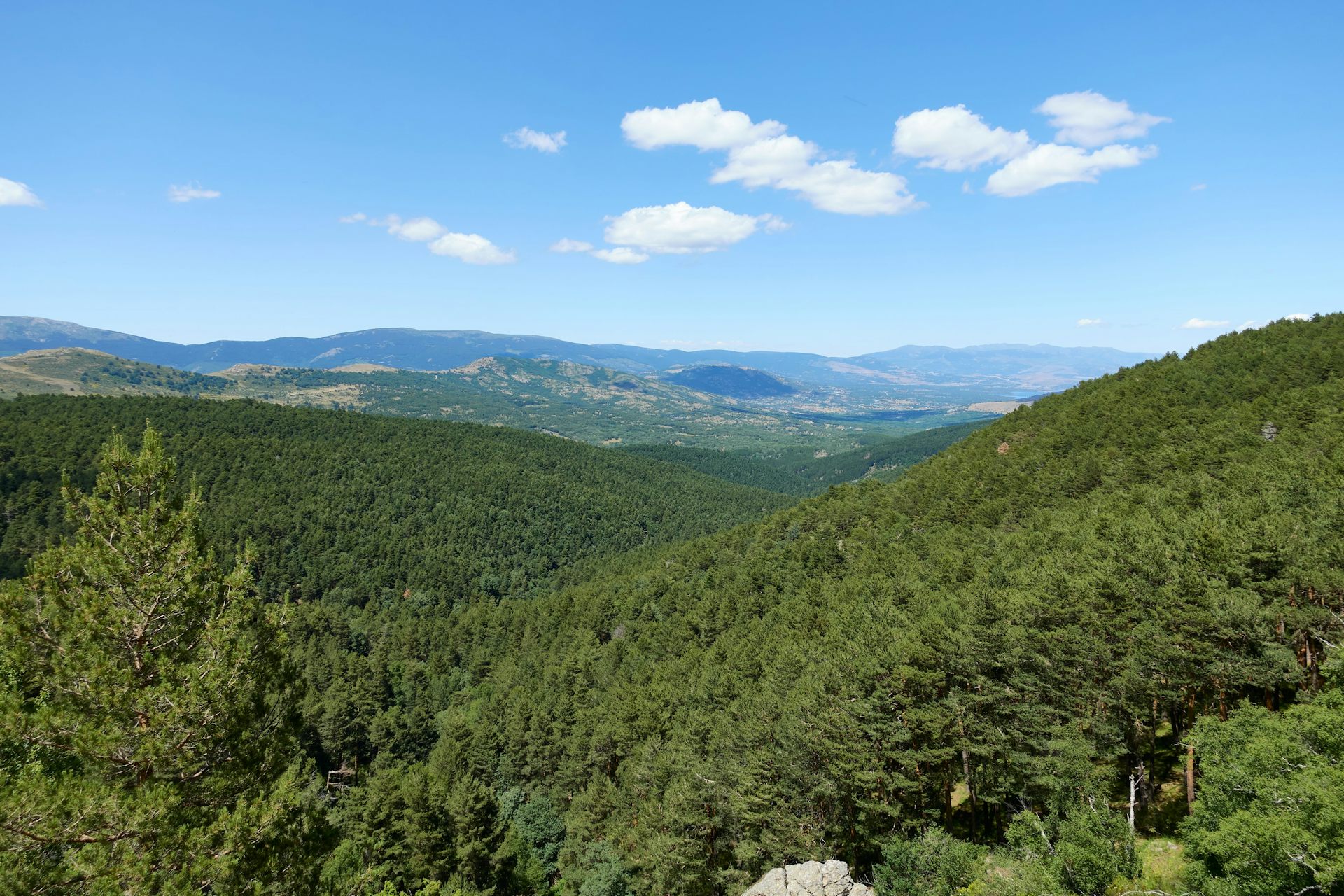 Vista de una amplia extensión de terreno con montañas cubierto de pinos