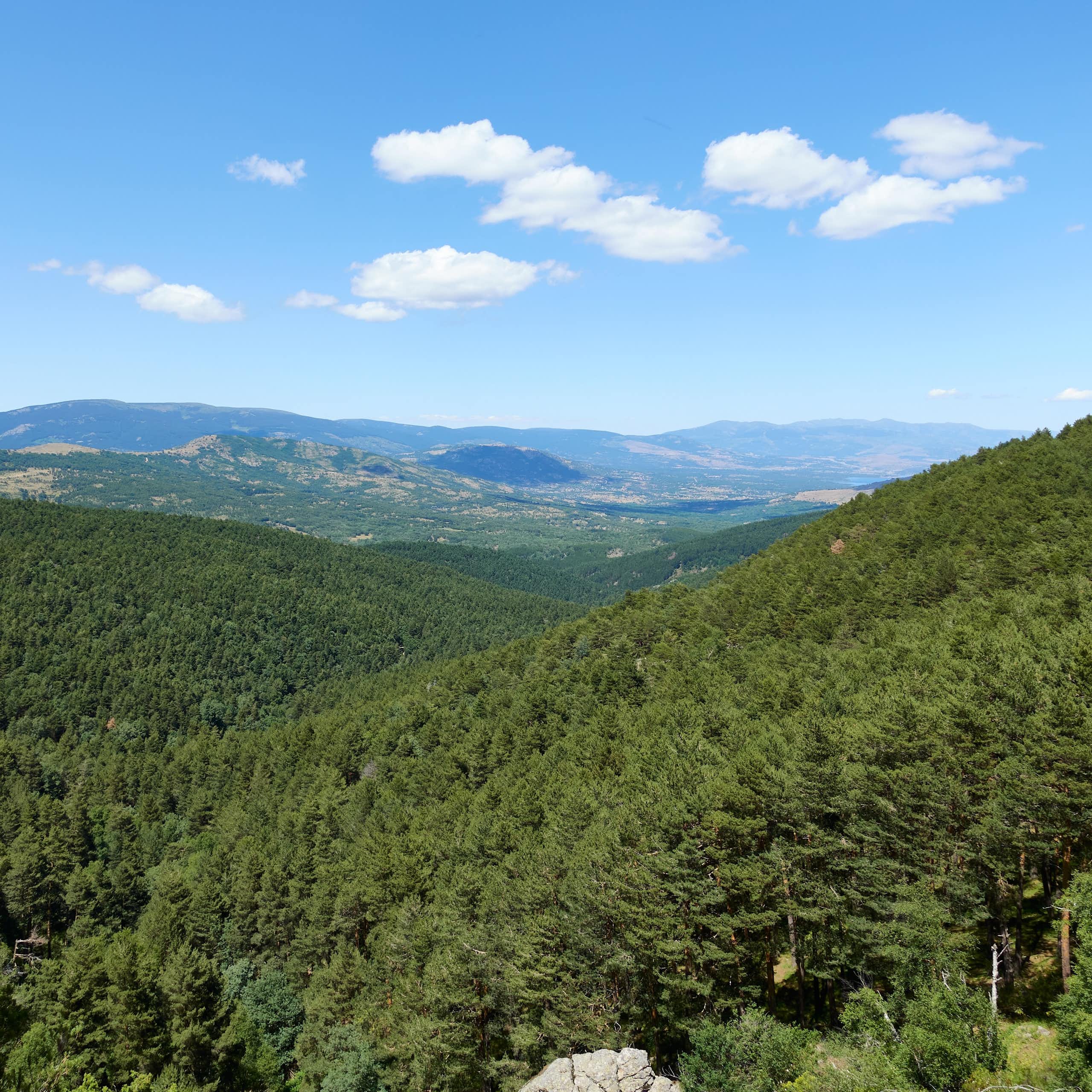 Vista de una amplia extensión de terreno con montañas cubierto de pinos