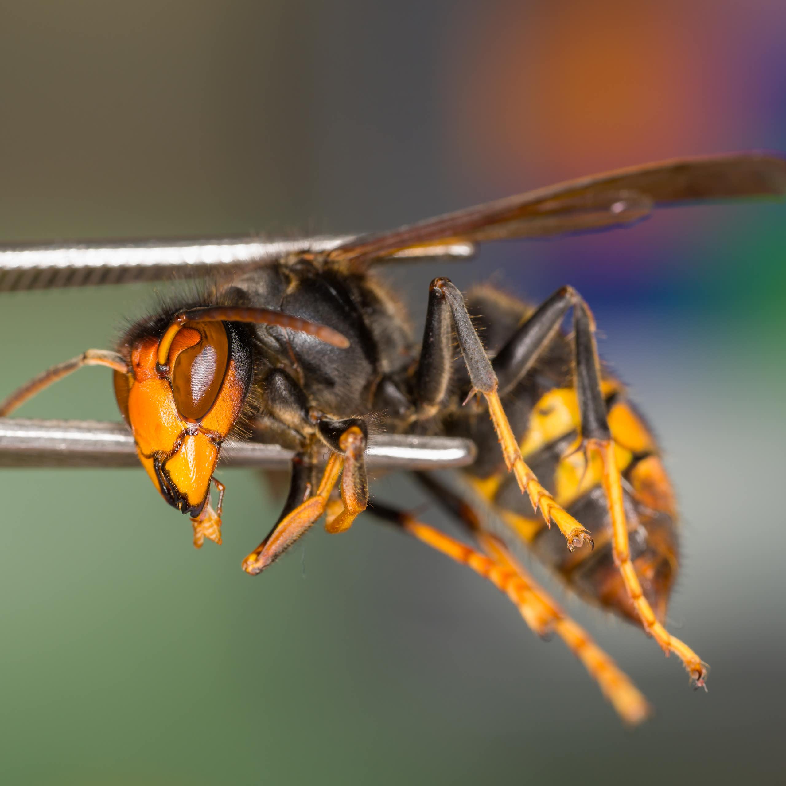 NZ now has a narrow window to stop the Asian yellow-legged hornet – here’s how everyone can help