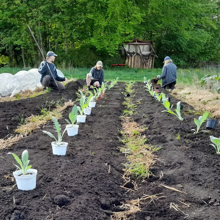 People gardening and growing plants.