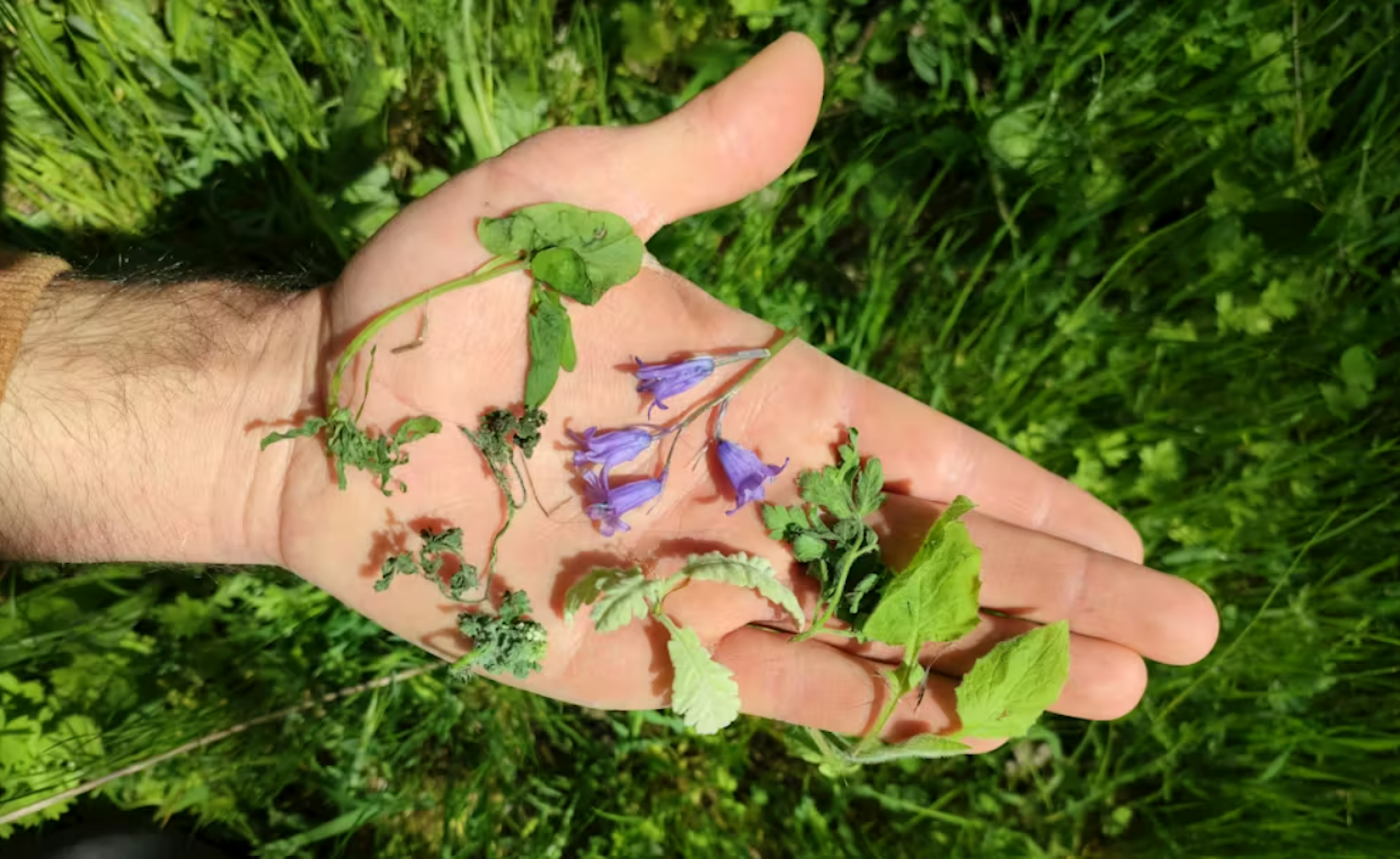 Mezcla de fragmentos de plantas frescas y flores de uno de los nidos de estornino negro que los autores han estudiado en la Sierra de Madrid.