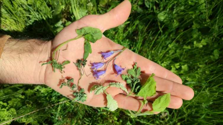 Mezcla de fragmentos de plantas frescas y flores procedentes de uno de los nidos de estornino negro estudiados por los autores en la Sierra de Madrid.