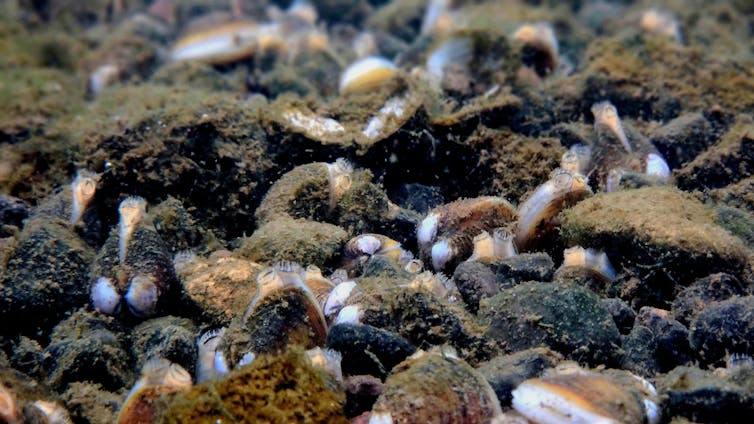 Underwater view of the Waikato River shows a bed of invasive gold clams, with densities exceeding 1,000 individuals per square metre.