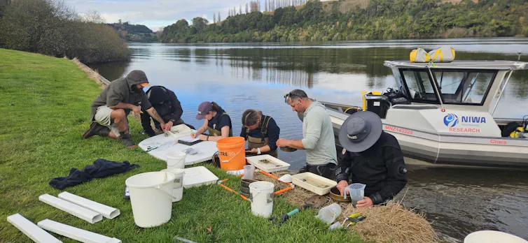 Field teams are counting invasive gold clams on the banks of the Waikato River.