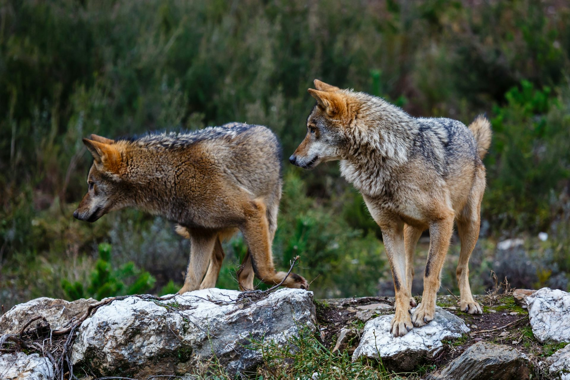 Dos lobos sobre unas rocas miran hacia su derecha