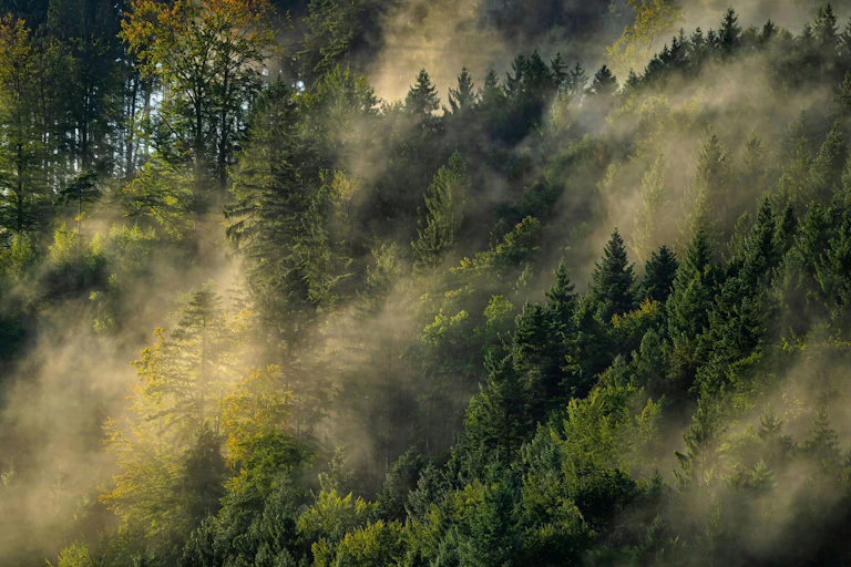 A misty forest, glowing in golden sunlight.