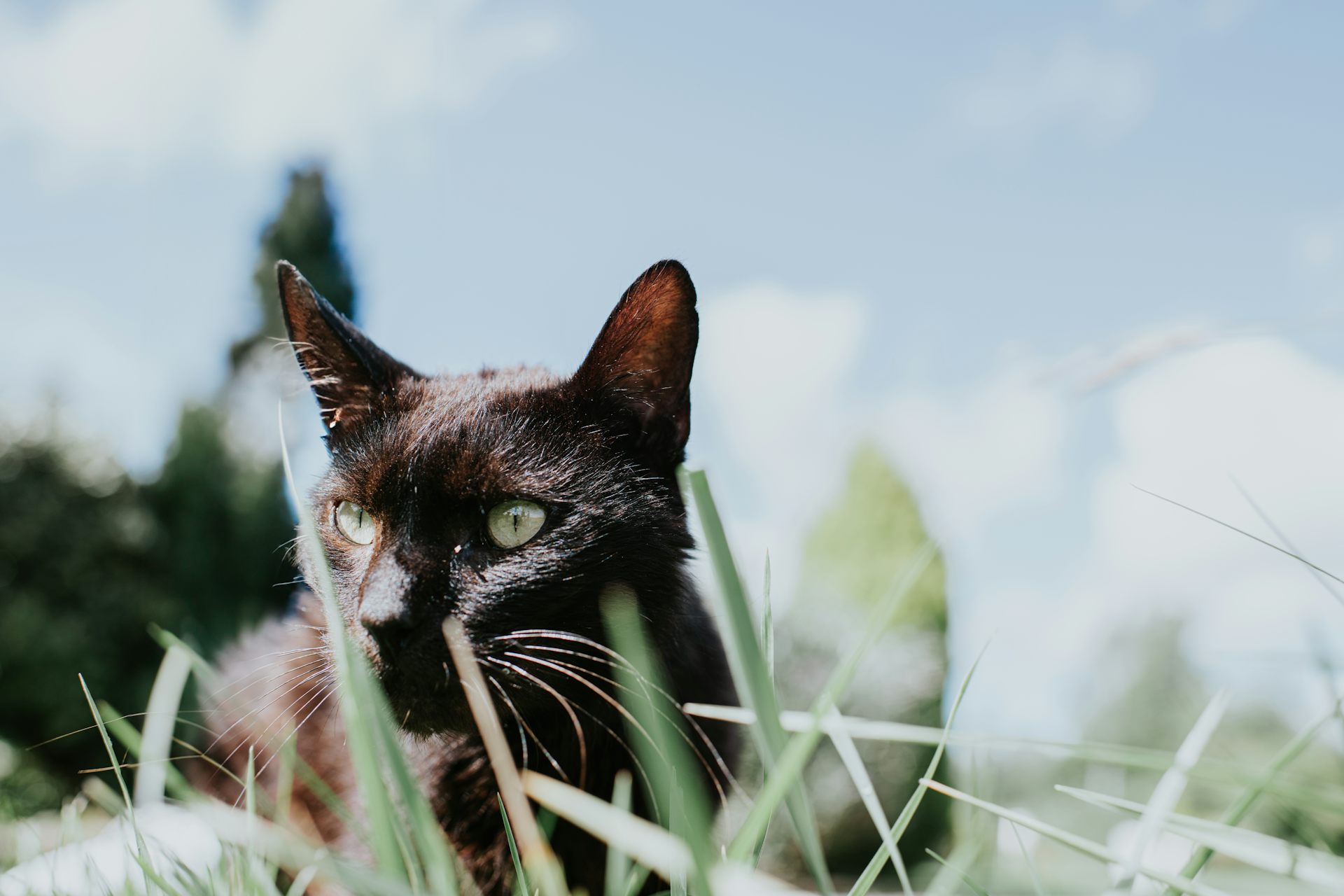 NZ is taking aim at feral cats. Are we ready for the ethical and practical implications?