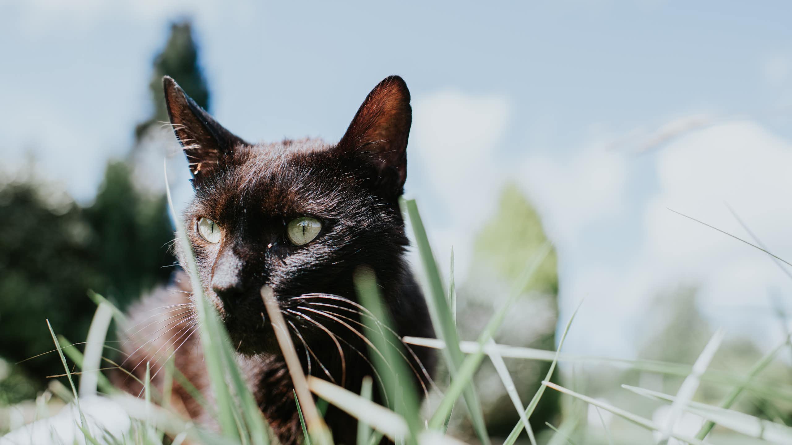 NZ is taking aim at feral cats. Are we ready for the ethical and practical implications?