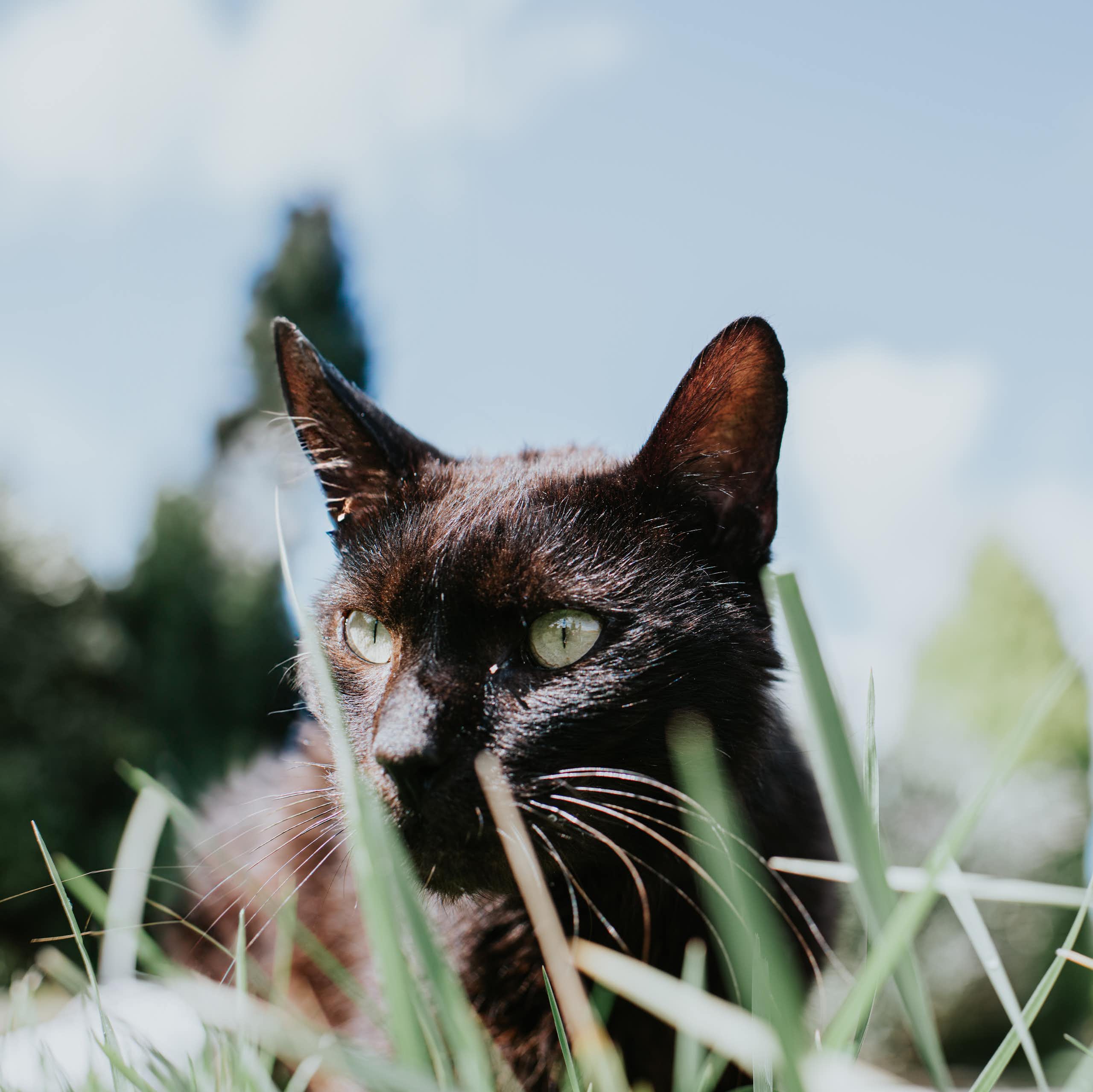 NZ is taking aim at feral cats. Are we ready for the ethical and practical implications?