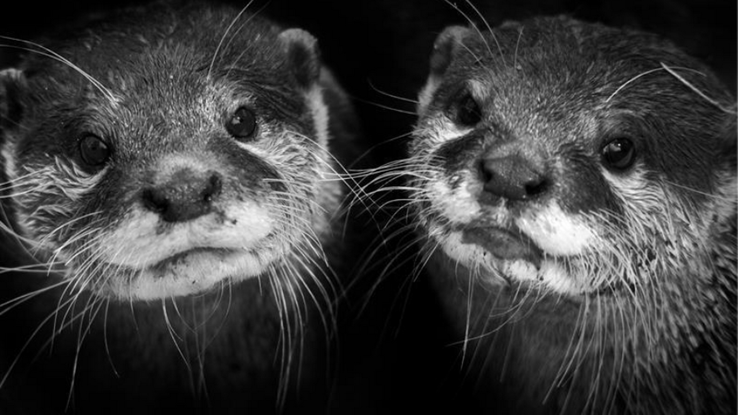 De TikTok aux bars à loutres au Japon, comment les réseaux sociaux profitent du mal-être des animaux sauvages