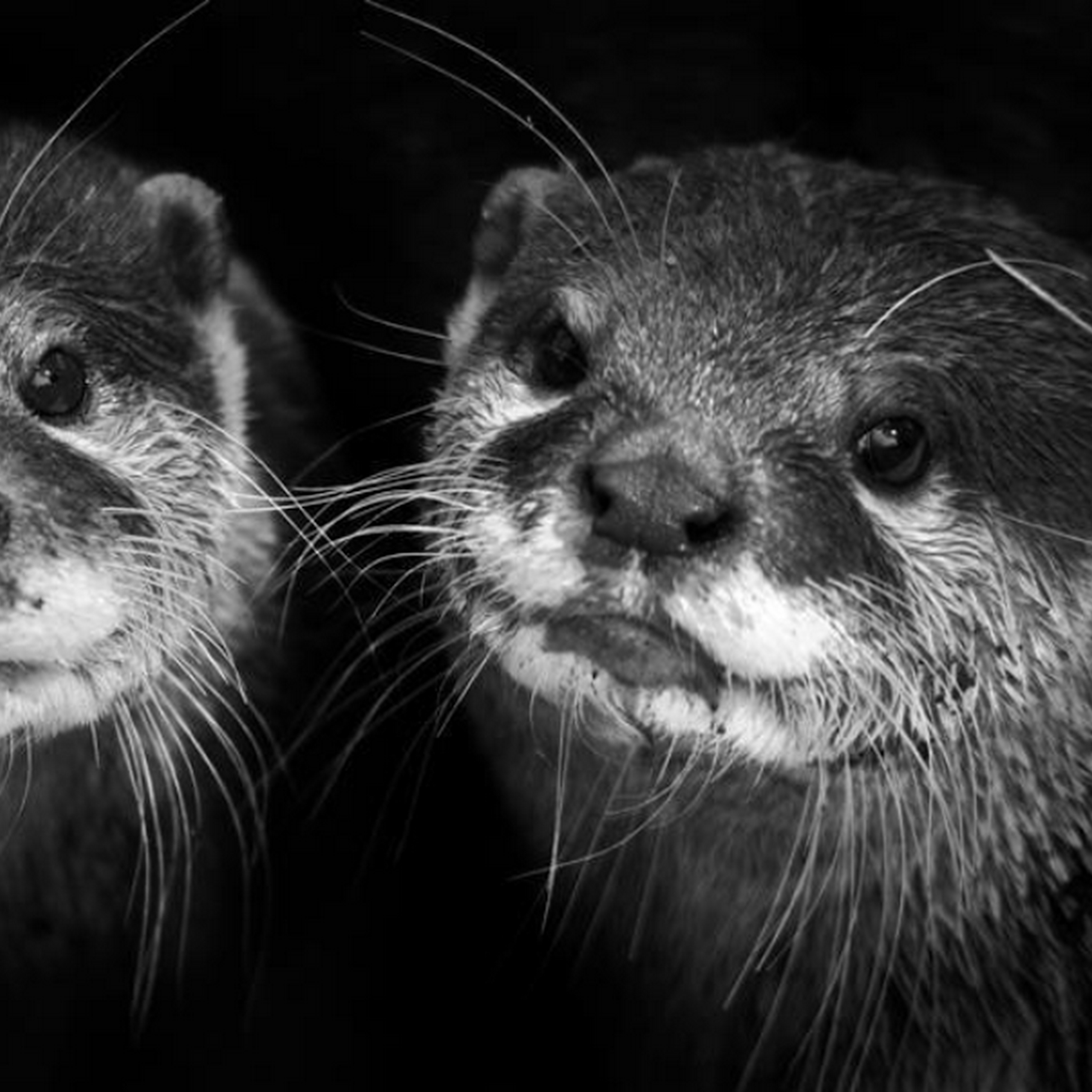 De TikTok aux bars à loutres au Japon, comment les réseaux sociaux profitent du mal-être des animaux sauvages