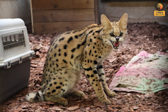 Well-known and captive: how social networks make the most of the discomfort of untamed animals 4 file 20251128 56 gwyoi0.png?ixlib=rb 4.1