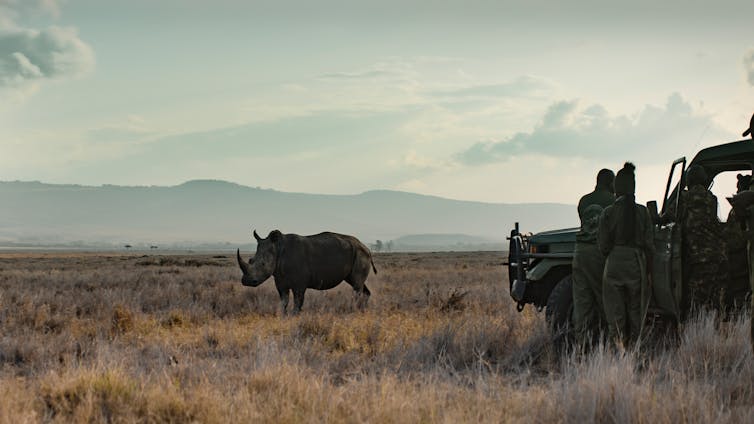 A vehicle in the foreground, and further away a rhino.