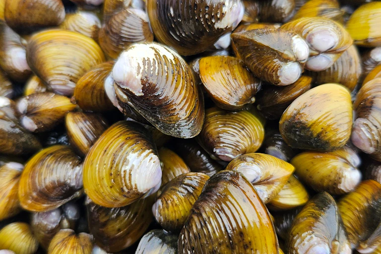 A bed of gold clams in the Waikato River