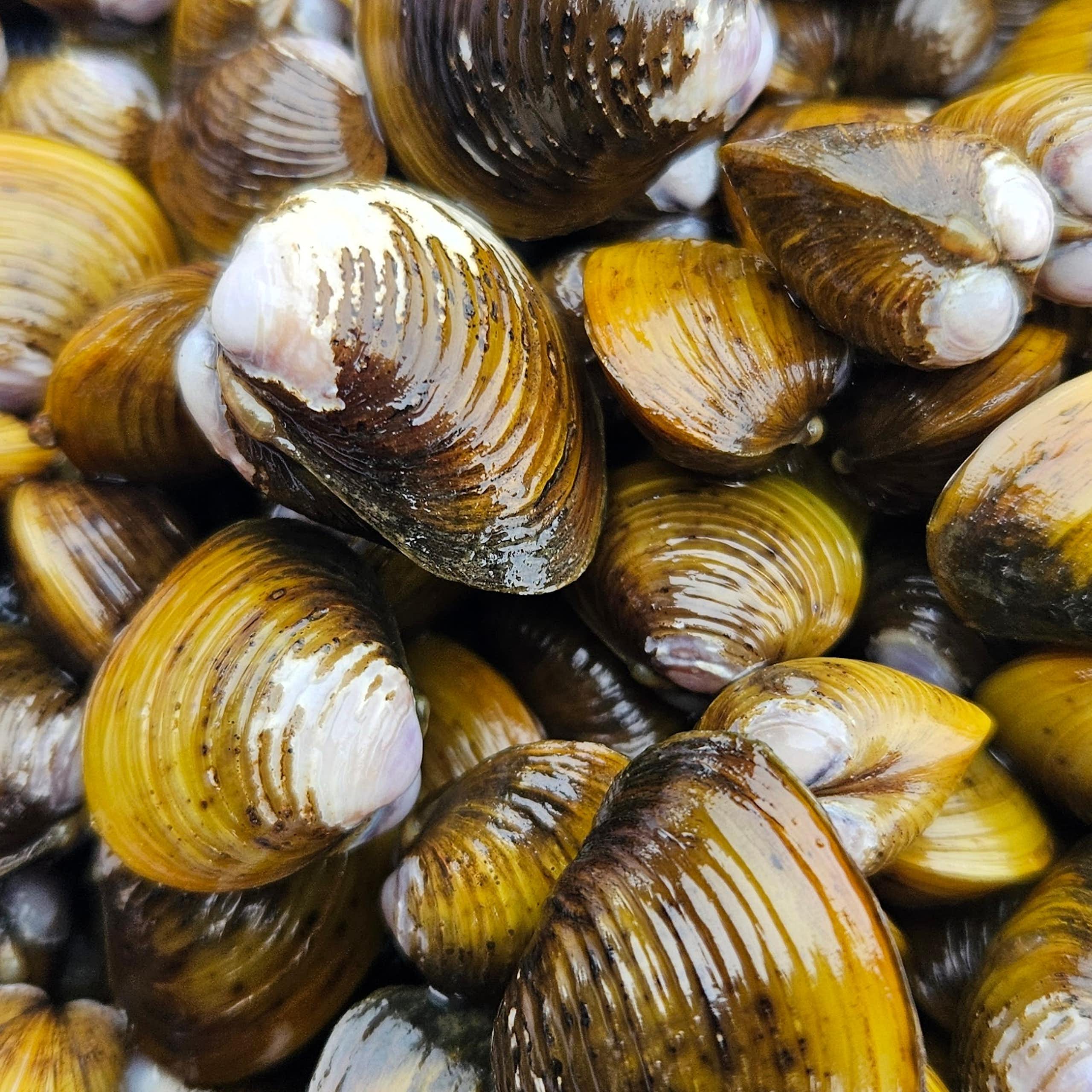 A bed of gold clams in the Waikato River