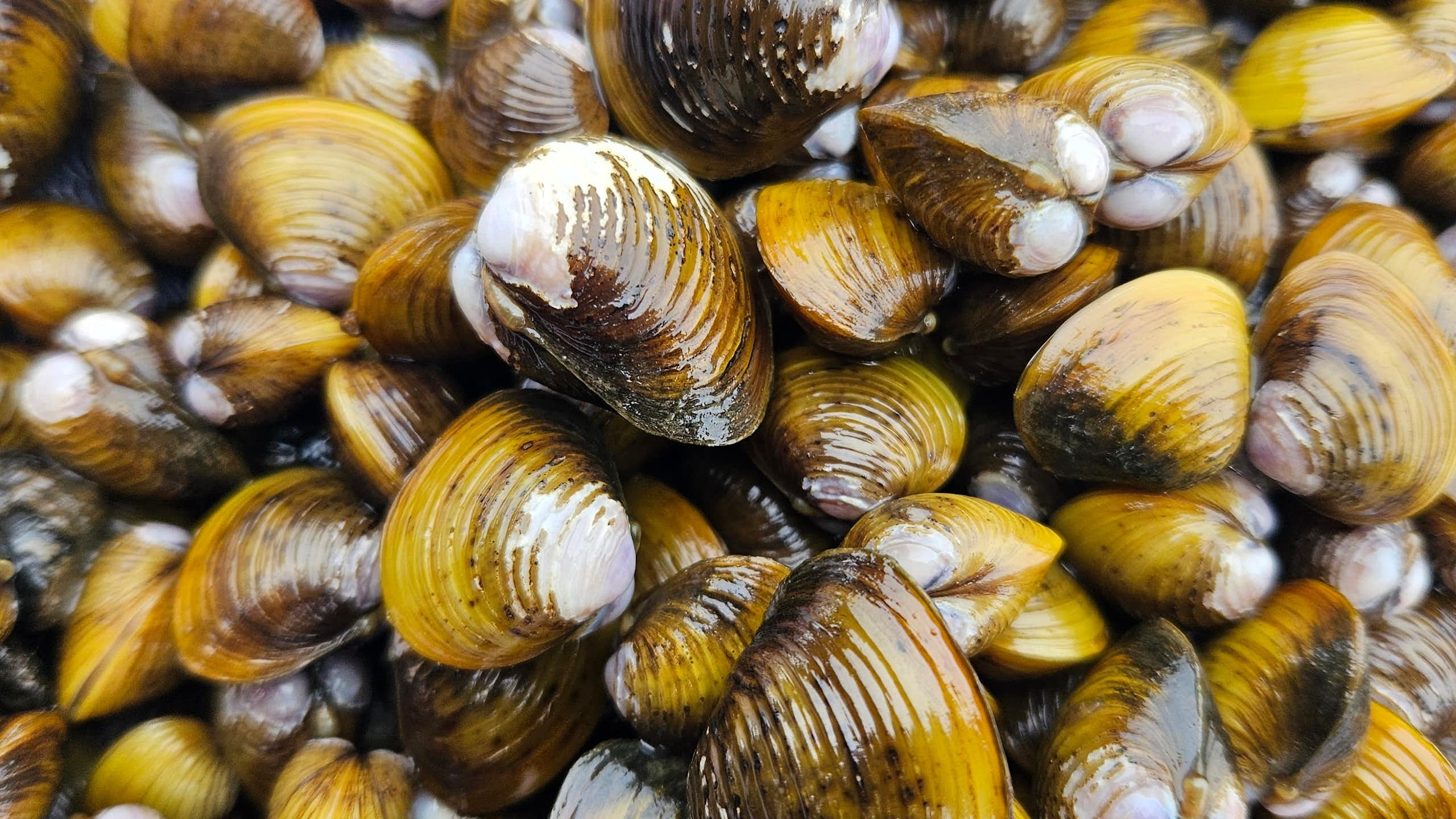 A bed of gold clams in the Waikato River
