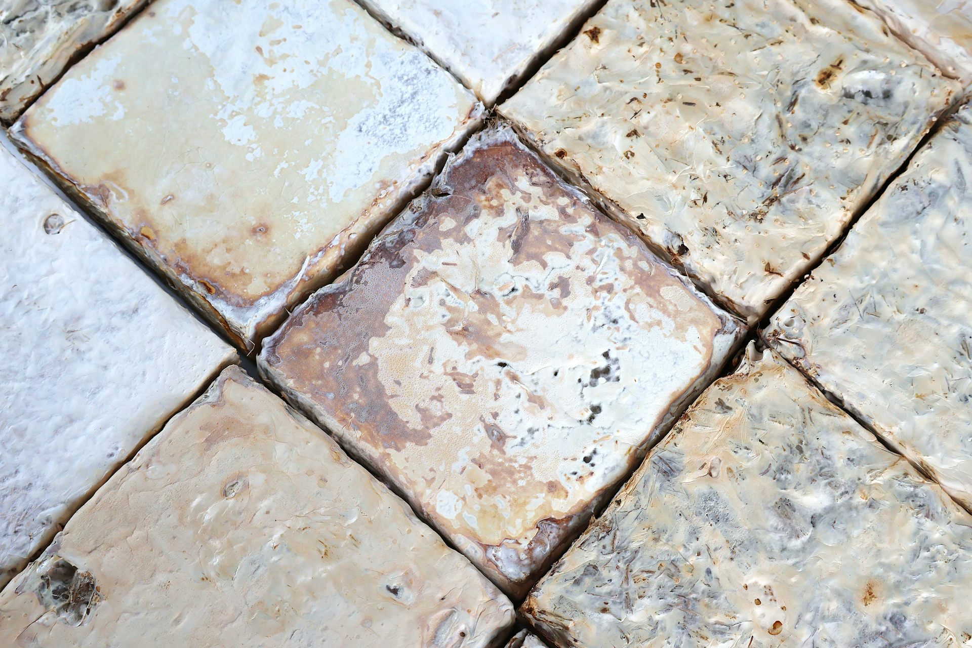 We think of mushrooms as food. But mycelium-based blocks could be the future of construction