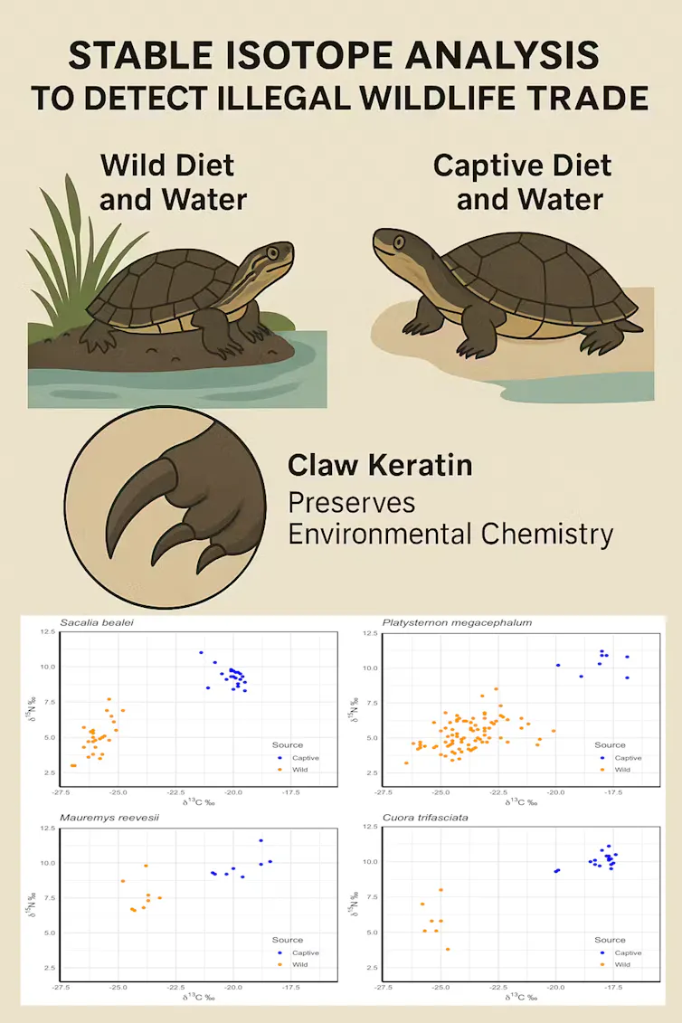 A graph that shows the difference in turtle chemical signatures between wild and captive turtles.