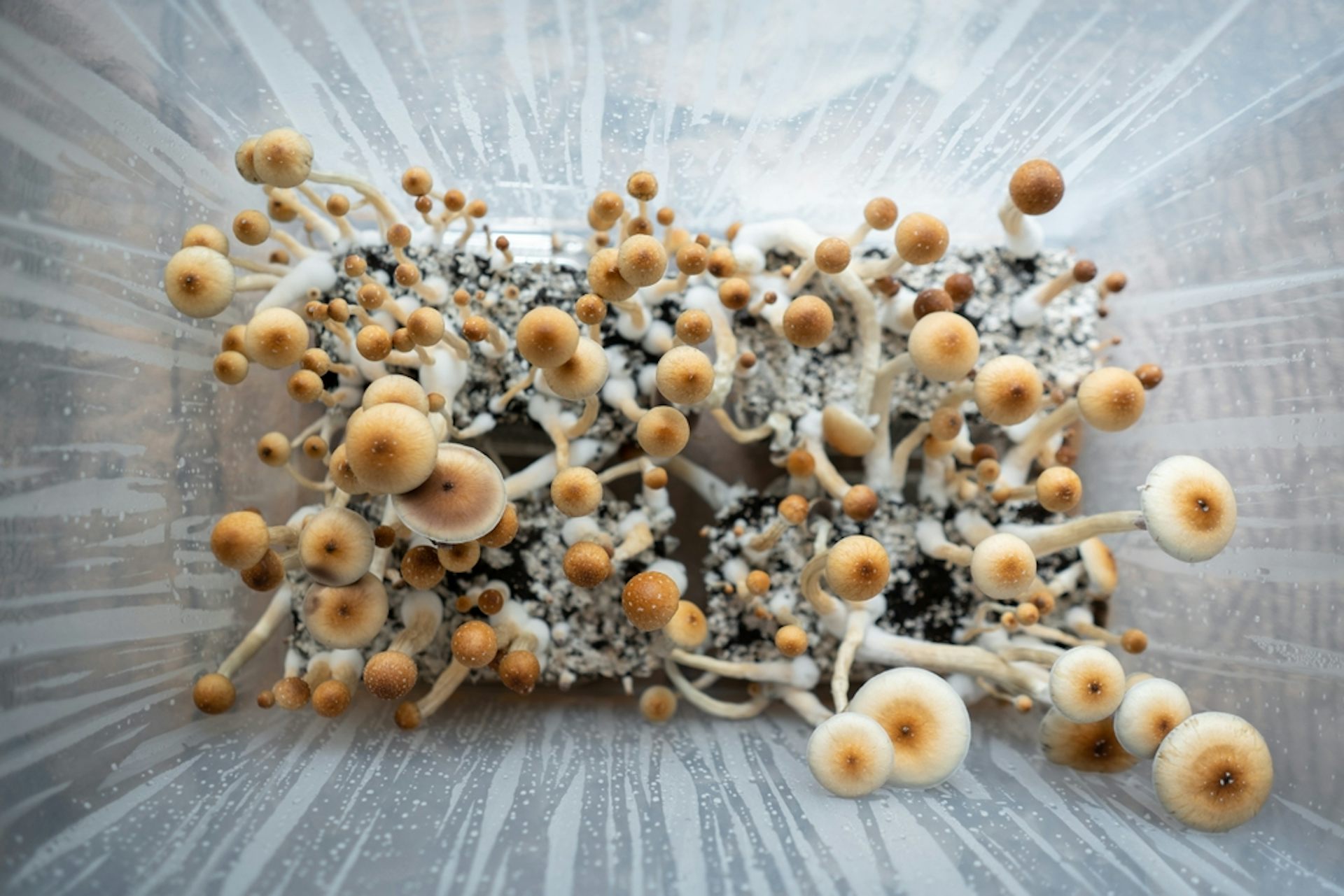 Magic mushrooms growing on a substrate.