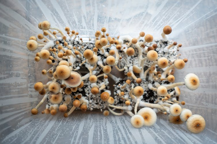 Magic mushrooms growing on a substrate.