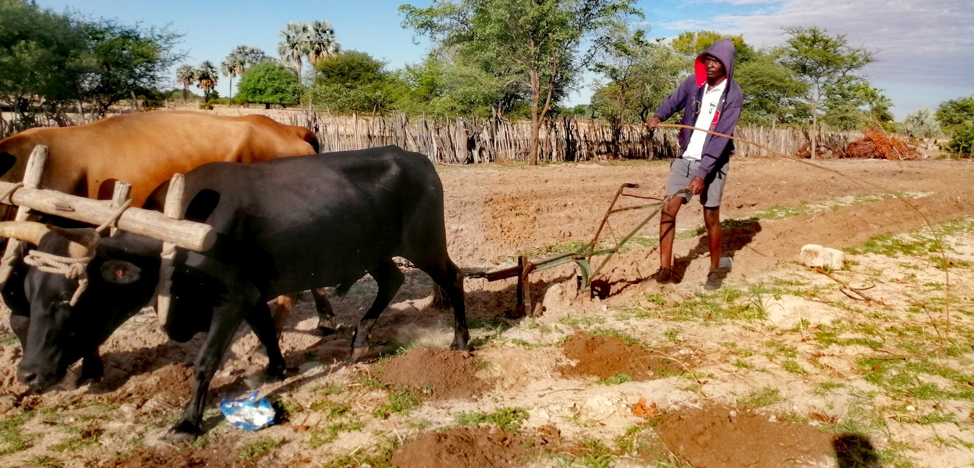 Man ploughing a field with an ox-drawn implement