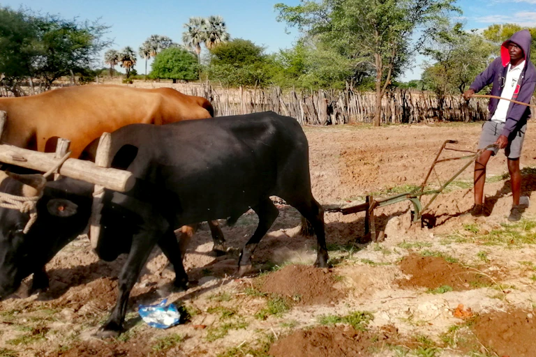 Man ploughing a field with an ox-drawn implement