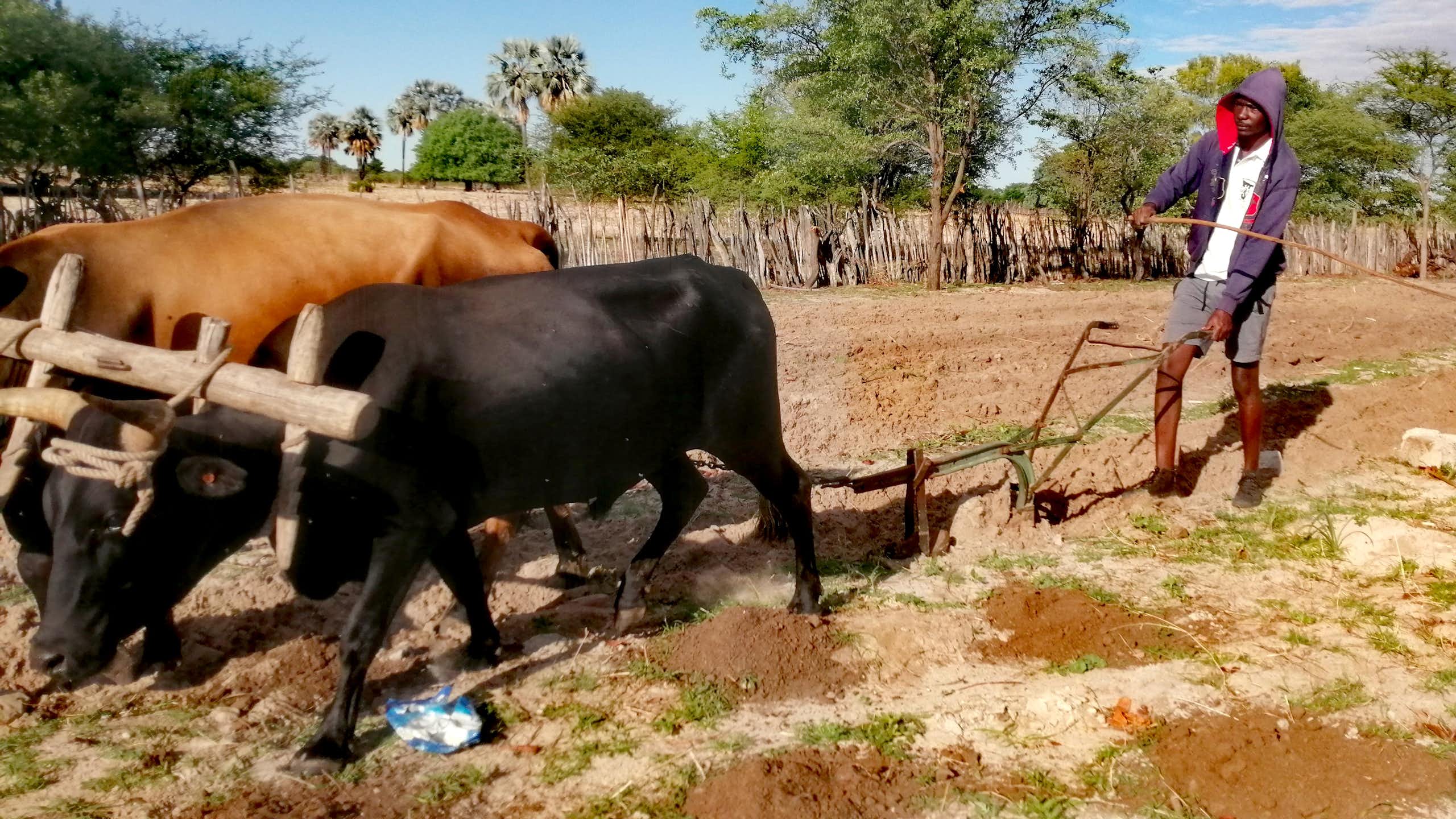 Man ploughing a field with an ox-drawn implement