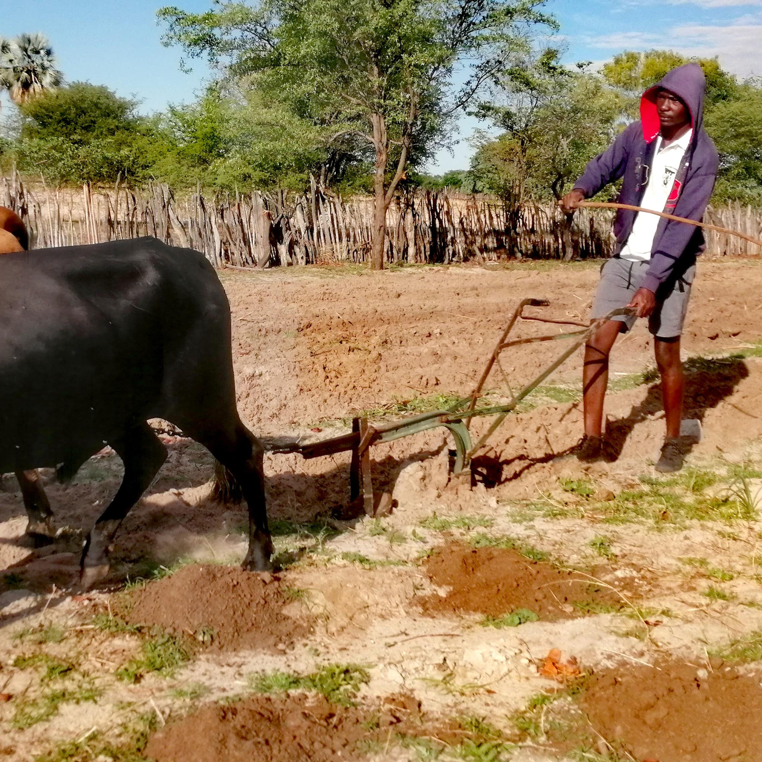 Man ploughing a field with an ox-drawn implement