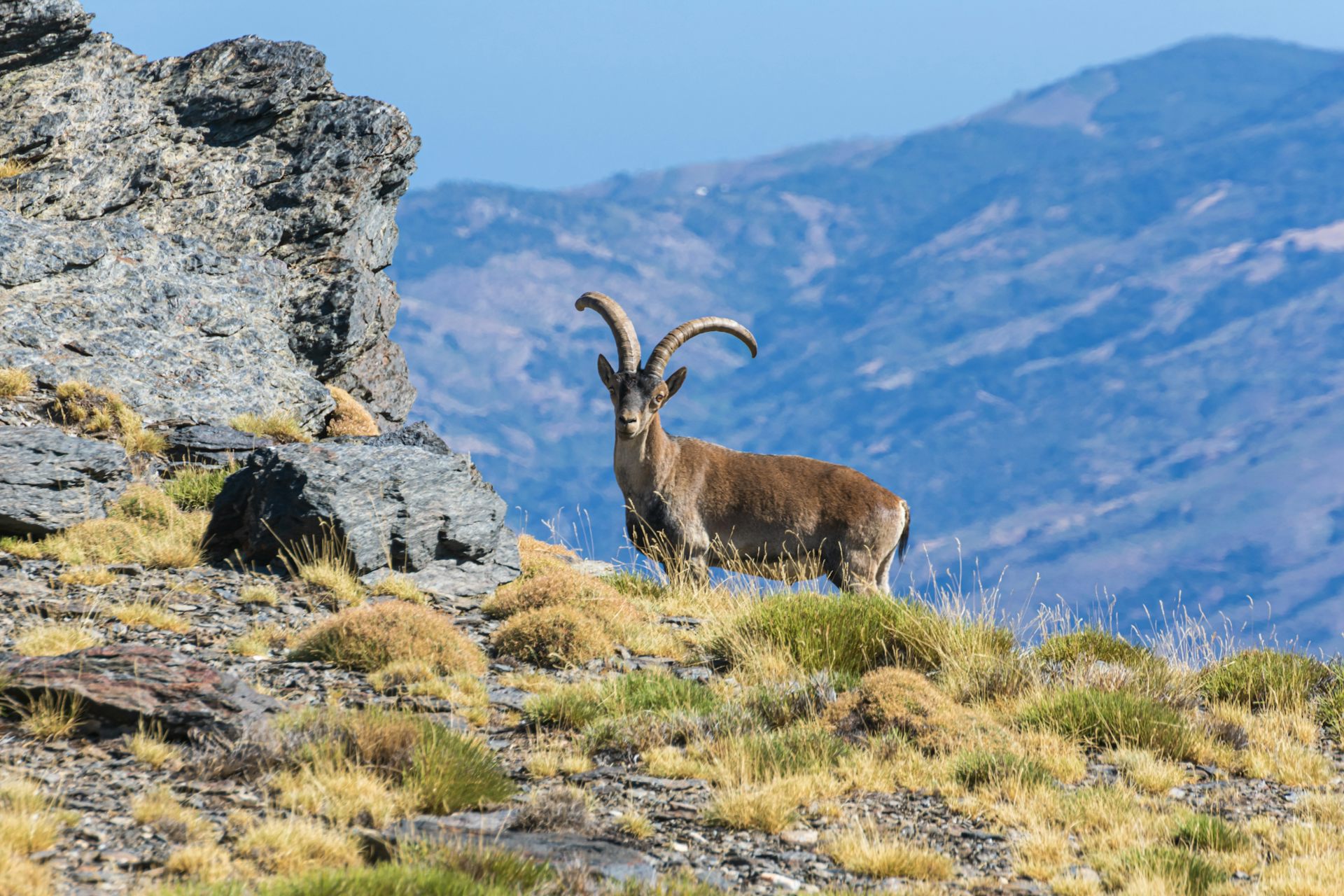 Cabra montés en un paraje montañoso.