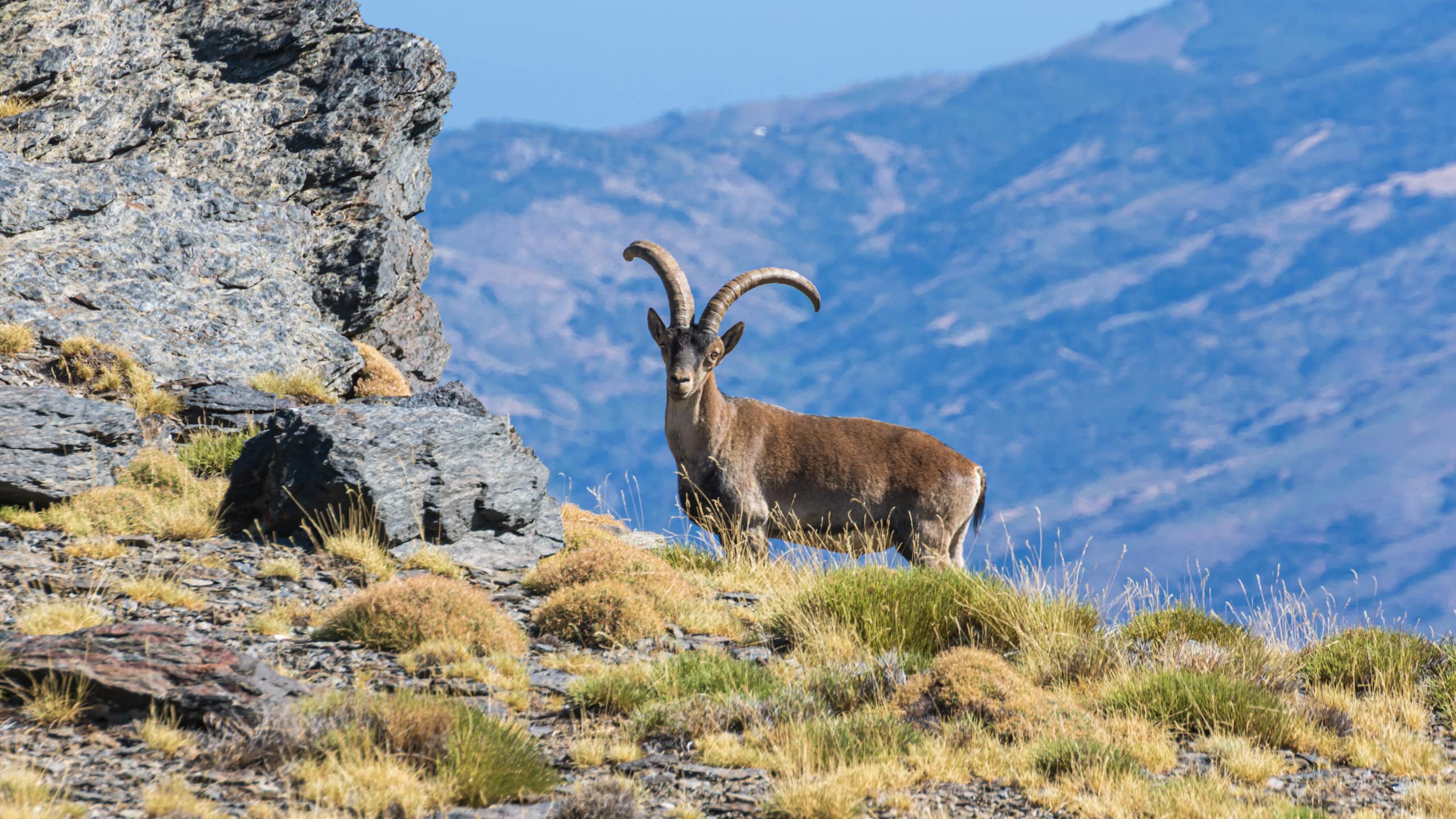 Cabra montés en un paraje montañoso.