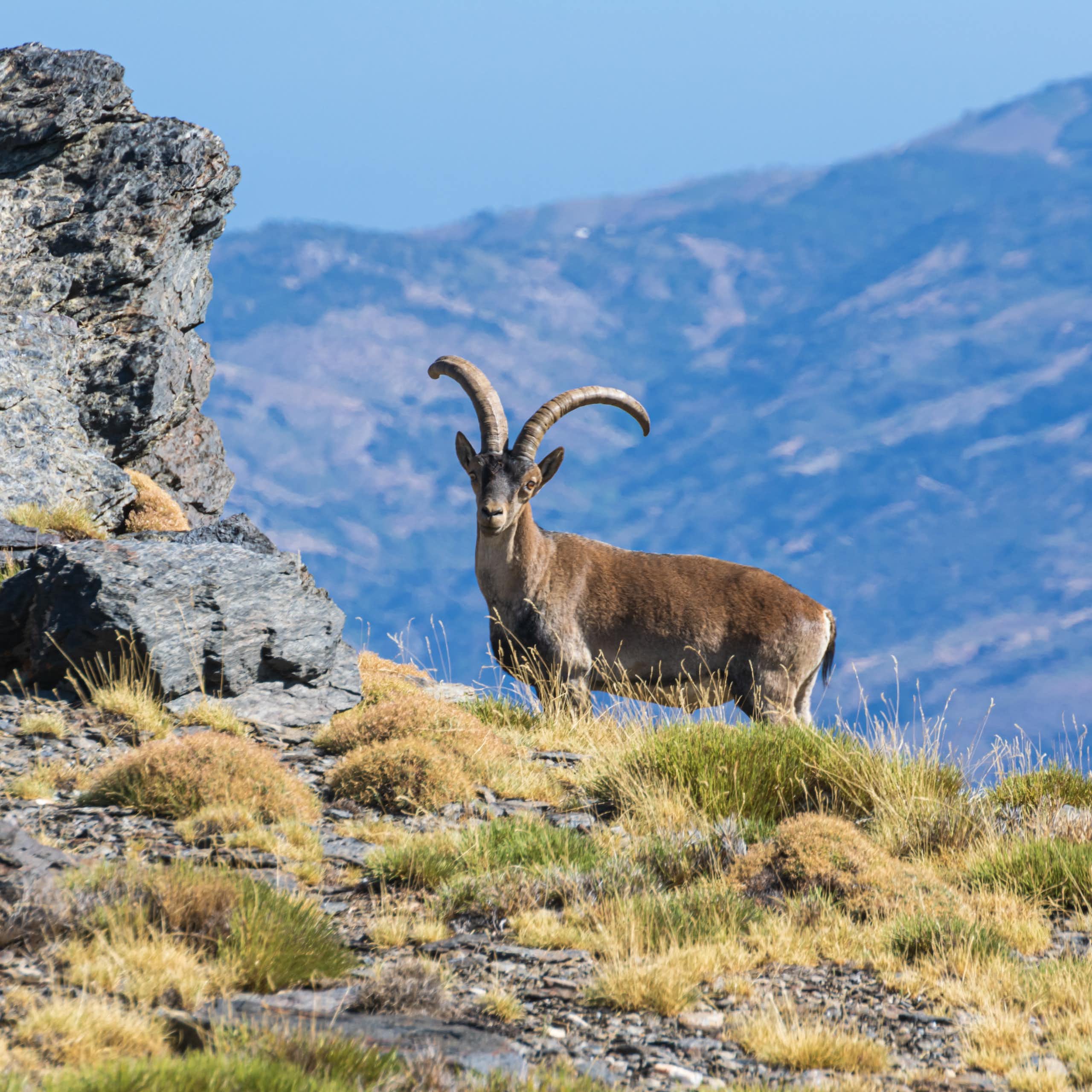 Cabra montés en un paraje montañoso.