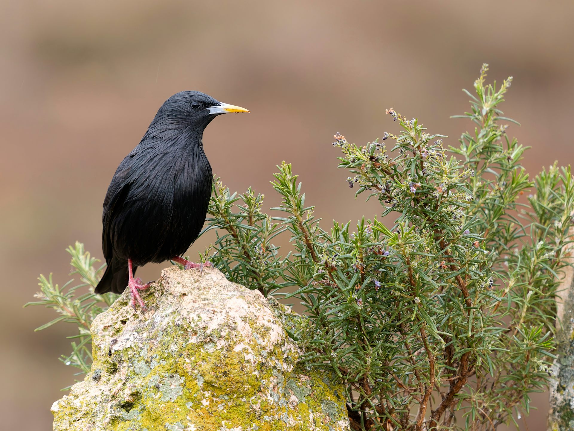 Ave negra posada sobre una roca.