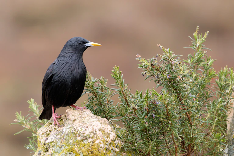 Ave negra posada sobre una roca.