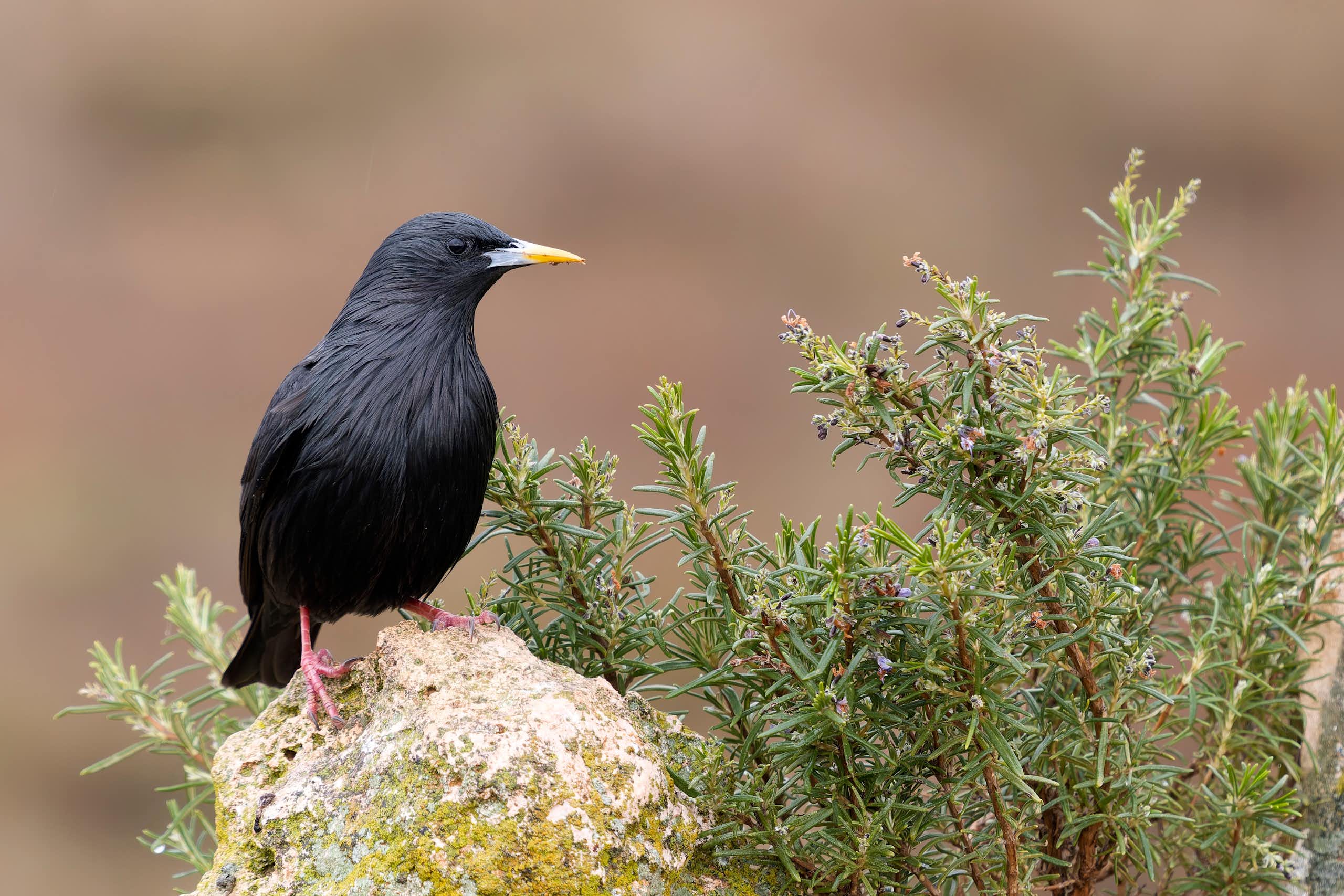 Ave negra posada sobre una roca.