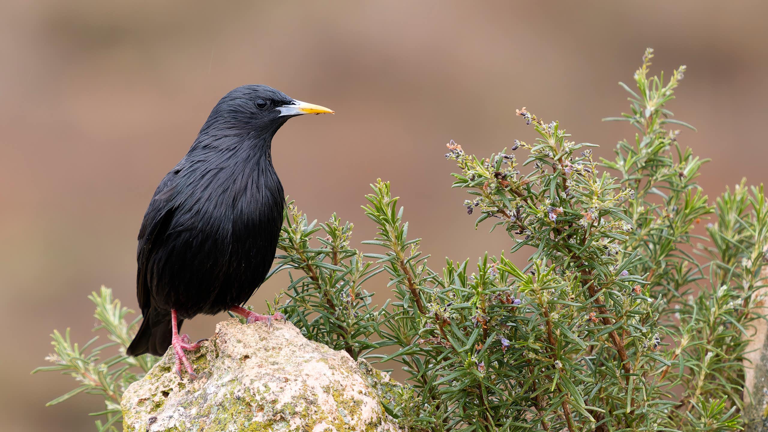 Ave negra posada sobre una roca.