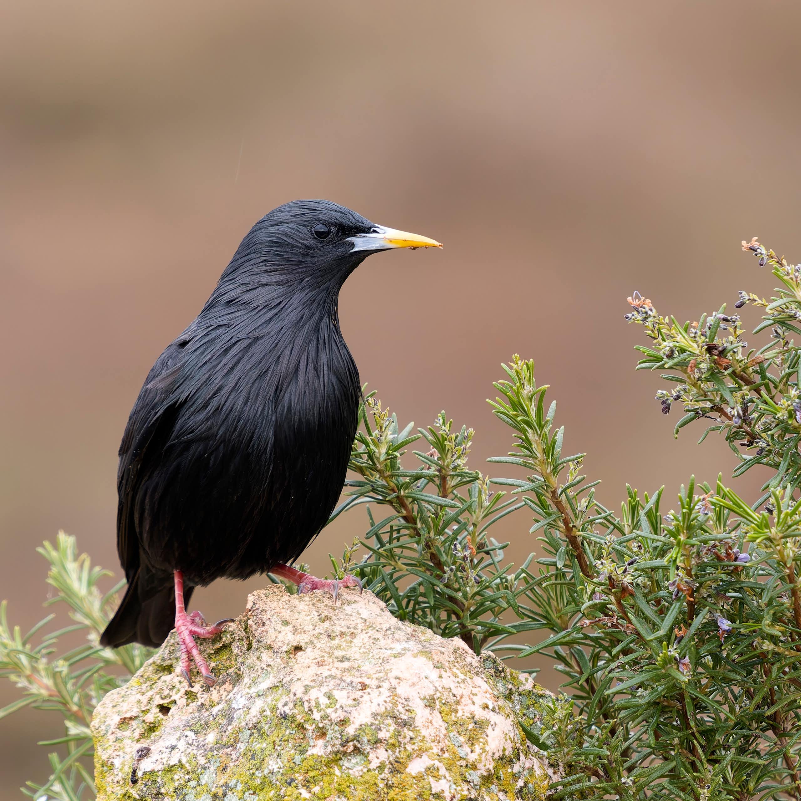 Ave negra posada sobre una roca.