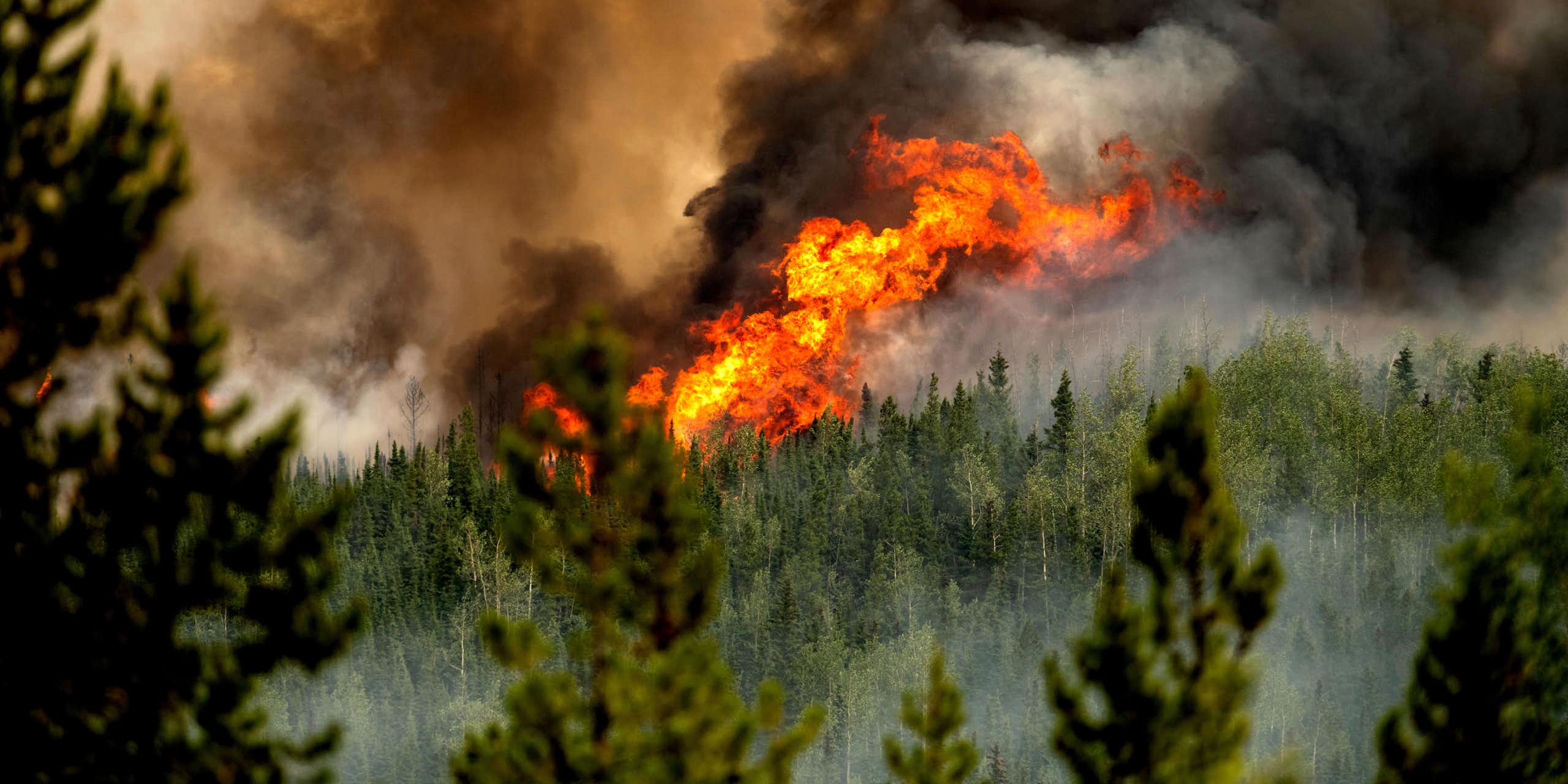 Huge flames surrounded by coniferous trees.