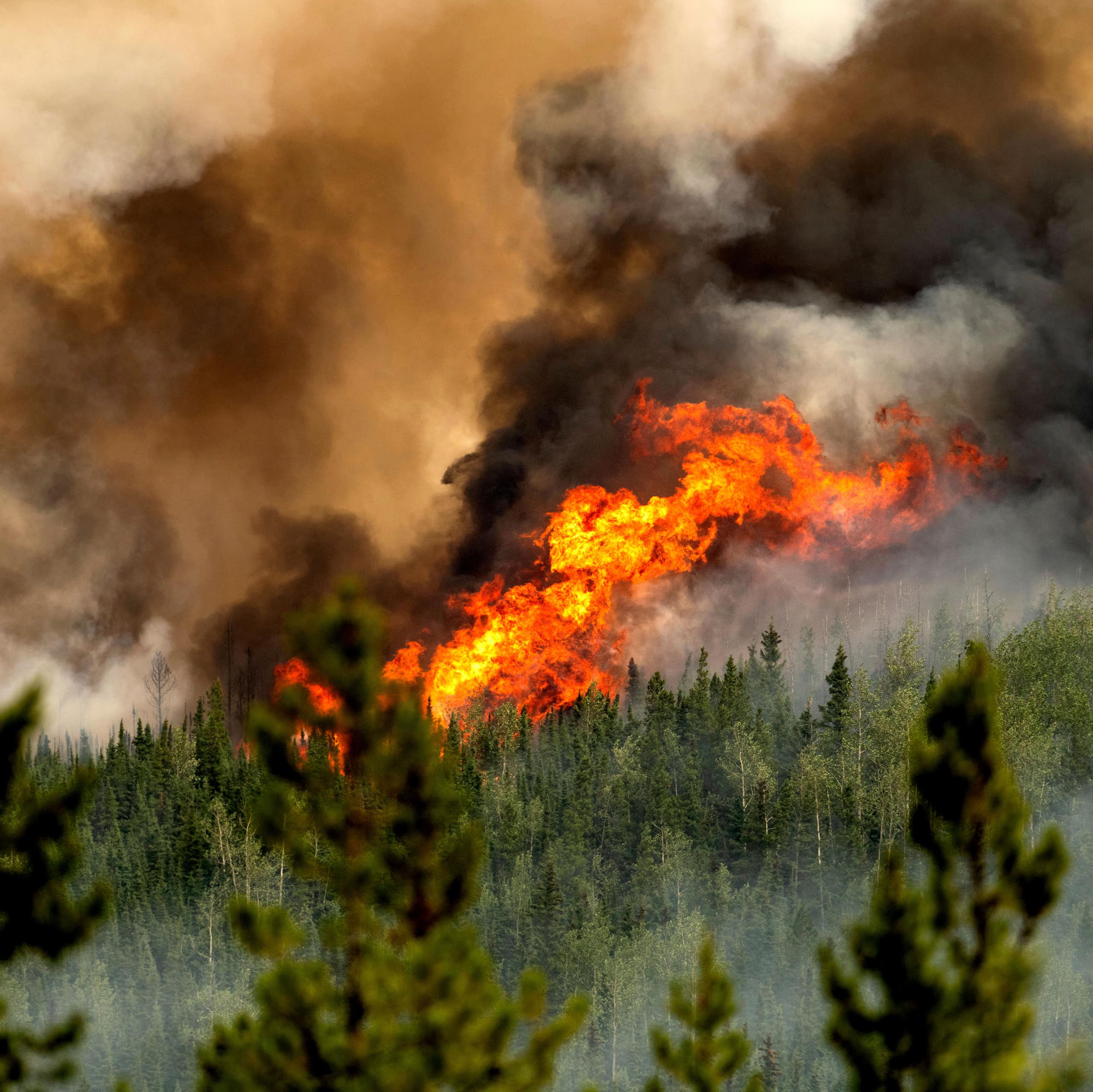 Huge flames surrounded by coniferous trees.